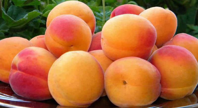 Meruňka oblíbené ovoce s vysokým obsahem vitamínu C