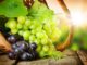 Hroznové víno - velmi zdravé ovoce, které patří mezi nejčastěji pěstované ovoce světa
