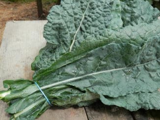 Toskánská kapusta: méně známá zelenina, ale obsahuje obrovské množství vitamínů