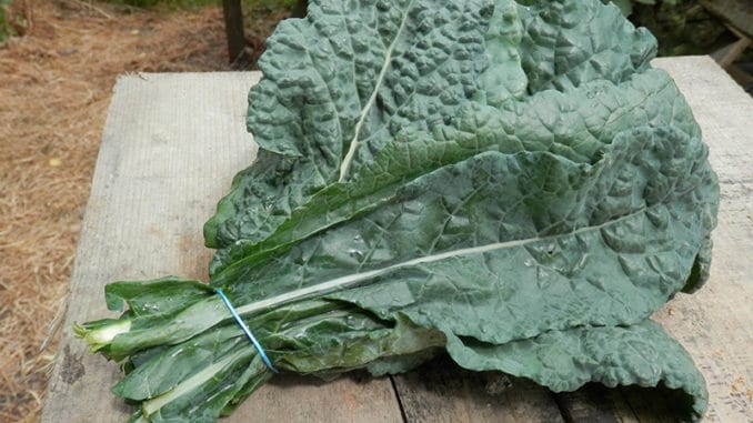 Toskánská kapusta: méně známá zelenina, ale obsahuje obrovské množství vitamínů