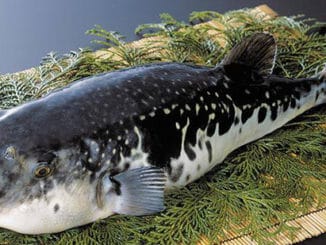 Ryba Fugu: obsahuje smrtící jed, který je až 200× nebezpečnější než kyanid draselný