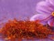 Šafrán jako vzácné léčivé koření. K získání 1 kg je potřeba 80 až 200 tisíc květů