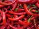 Chilli papričky: pikantní pochoutka, která může pomoci s hubnutím