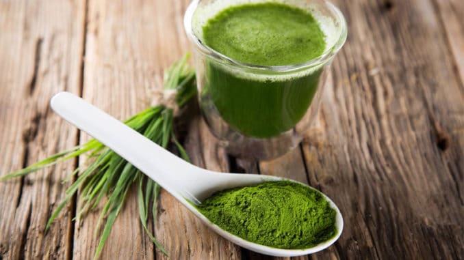 Spirulina: sinice, jejíž konzumací lze získat až 12× více bílkovin než z hovězího masa