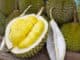 Durian: velmi zdravé ovoce, jehož zápach ale snese málokdo