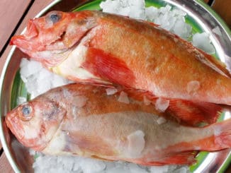 Okouník mořský má nízkotučné maso. Podle některých jde dokonce o nejzdravější rybu vůbec