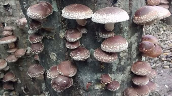 Shiitake