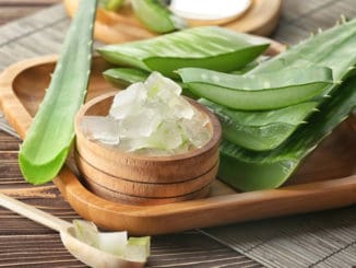 Aloe vera: Blahodárná rostlina, která ale může působit i toxicky