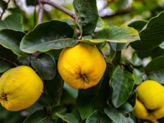 Kdoule: Zapomenuté ovoce, jež bylo zdrojem vitamínů pro naše předky