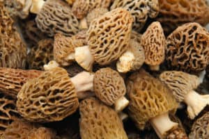 Morel Mushroom Background