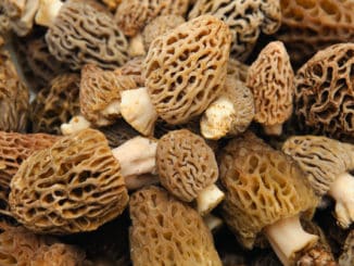 Morel Mushroom Background