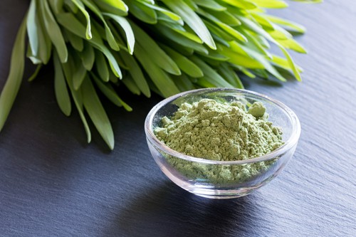 Fresh young barley grass with green barley grass powder