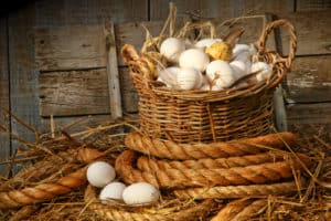 Basket of eggs on straw