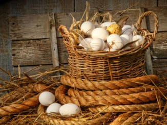 Basket of eggs on straw