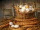 Basket of eggs on straw