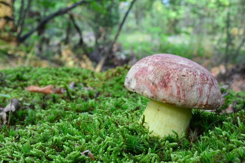 Hřib královský Butyriboletus regius (formerly Boletus regius), or Royal bolete