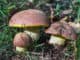Hřib královský: Výtečná houba, za jejíž sběr lze dostat pokutu 1 000 000 Kč