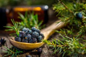 Juniper berries on old wooden table