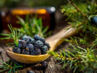 Juniper berries on old wooden table