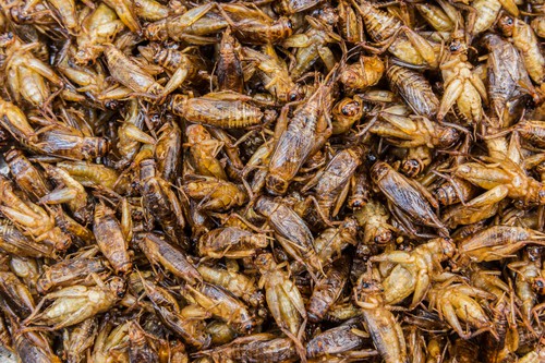 Fried insects as a snack