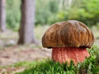 Neoboletus luridiformis in the natural environment