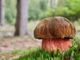 Neoboletus luridiformis in the natural environment