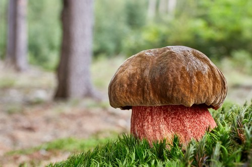 Neoboletus luridiformis in the natural environment