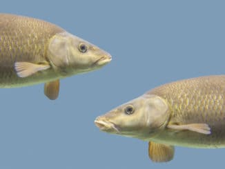 Common barbel, Barbus barbus, is a species of freshwater fish