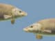 Common barbel, Barbus barbus, is a species of freshwater fish