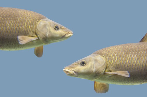 Common barbel, Barbus barbus, is a species of freshwater fish