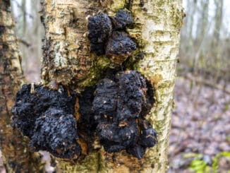 Chaga mushroom on a birch tree close-up. Has healing properties,