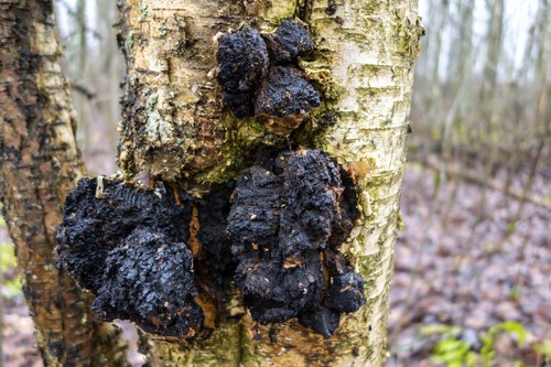 Chaga mushroom on a birch tree close-up. Has healing properties,