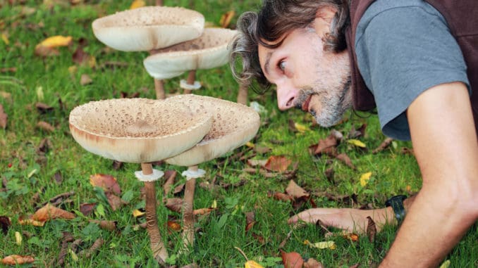 Bedla vysoká: Výtečná houba, jejíž záměna ale může být smrtelně nebezpečná