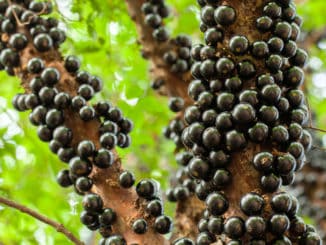 Jaboticaba: hrozivý hroznový strom, který plodí zdravé ovoce