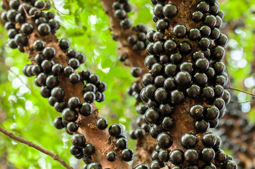 Jaboticaba: hrozivý hroznový strom, který plodí zdravé ovoce