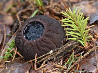 Masečník kulovitý: velmi vzácná jarní houba, jejíž nález by přepsal atlasy hub
