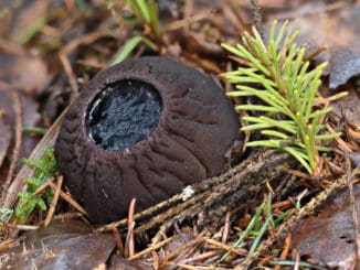 Masečník kulovitý: velmi vzácná jarní houba, jejíž nález by přepsal atlasy hub