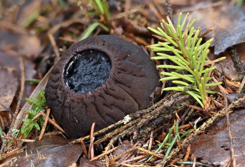 Masečník kulovitý: velmi vzácná jarní houba, jejíž nález by přepsal atlasy hub