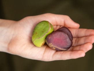 Kolový ořech se používal při výrobě koly. I dnes může sloužit jako zdroj energie