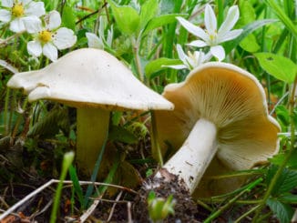 Čirůvka májovka: výborná houba, která začíná růst právě nyní