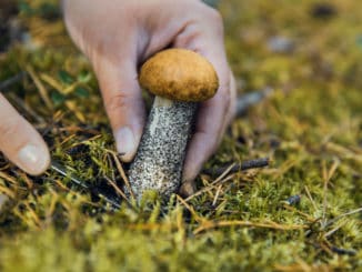 Začala houbařská sezona. Při troše štěstí už teď narazíte na hřiby, daří se především žampionům