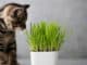 Kočičí tráva: Vypěstujte si doma rostlinu, kterou si váš mazlíček zamiluje. Lehčí to už být nemůže