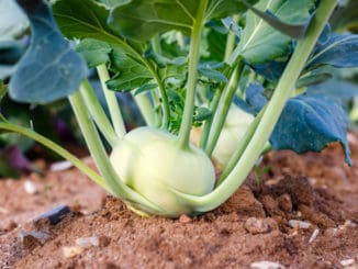 Pěstování kedluben snadno a rychle: Vitamínová a protistresová bomba z vlastní zahrádky