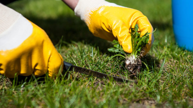 Jak se zbavit invazivních rostlin na vaší zahradě