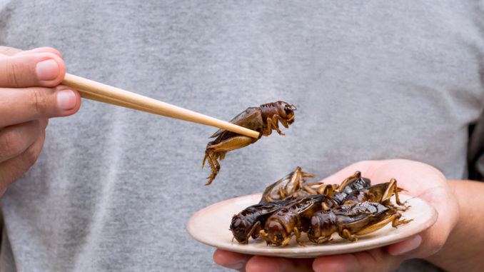 Brouci a cvrčci v hlavní roli: Proč by mohl být hmyz jídlo budoucnosti