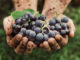 Jak pěstovat vinnou révu a udělat si vlastní víno