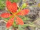 Angínovník čínský: krásná rostlina, jež pomůže s angínou