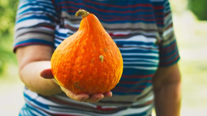 Dýně je symbolem podzimu. Víte ale, proč se hokaido jako jediná nemá loupat?