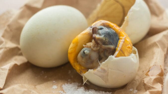 Balut: Kachní embryo jako pochoutka z Filipín prorazilo do gastronomie