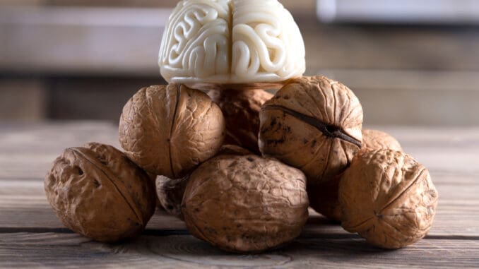Vlašský ořech připomíná lidský mozek. Tato podobnost není pouhá náhoda